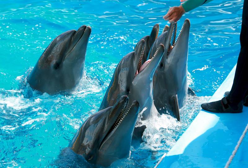 Дельфинарии Крыма