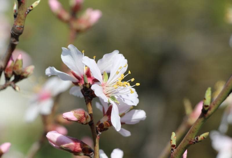 цветение Крымского миндаля 