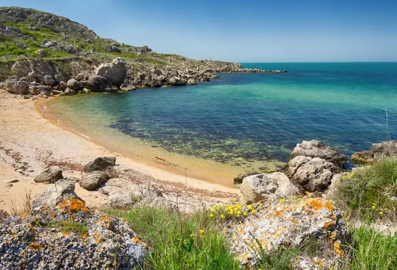 Дельфины в Крыму: виды дельфинов в Черном и Азовском морях