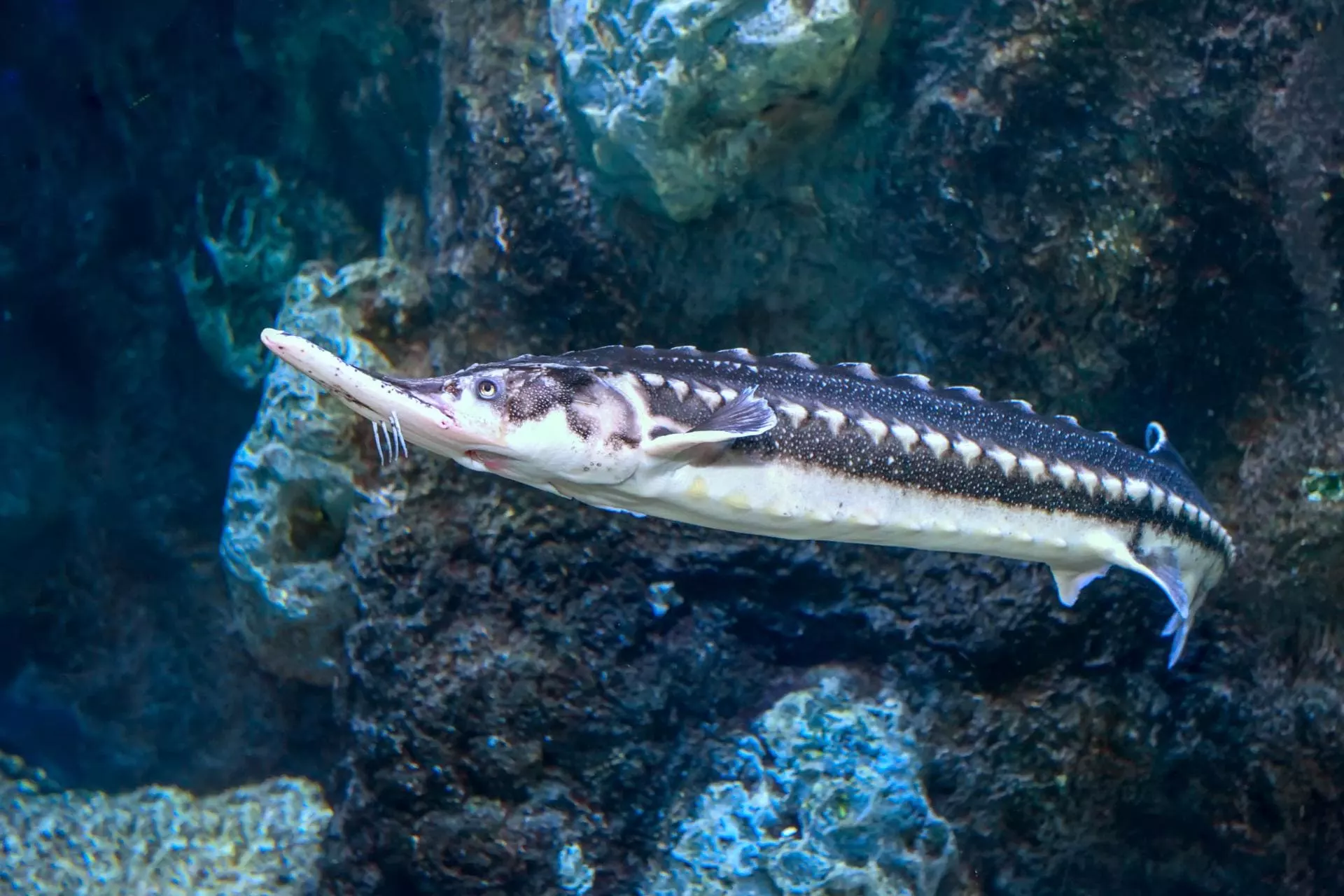 рыбы Азовского моря