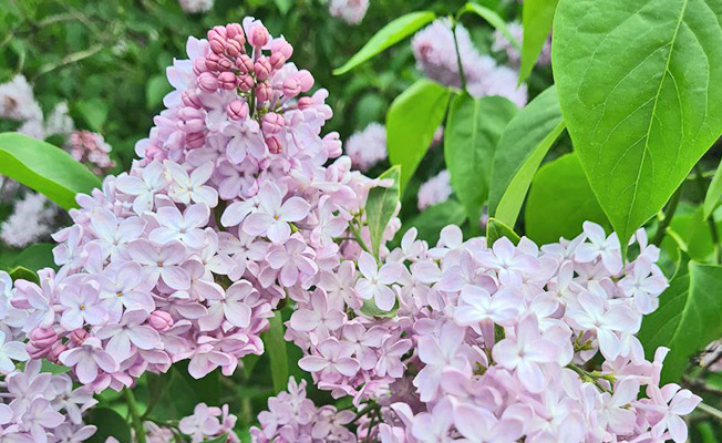 «День Победы»