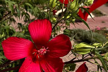 Территория курортного комплекса Азовский Крым