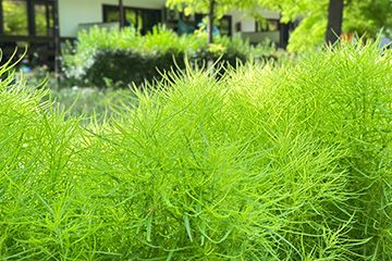 Территория курортного комплекса Азовский Крым