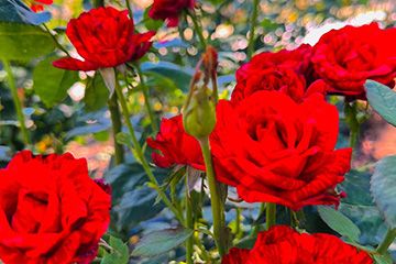 Территория курортного комплекса Азовский Крым