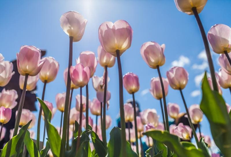 Фестиваль тюльпанов в Крыму 2019