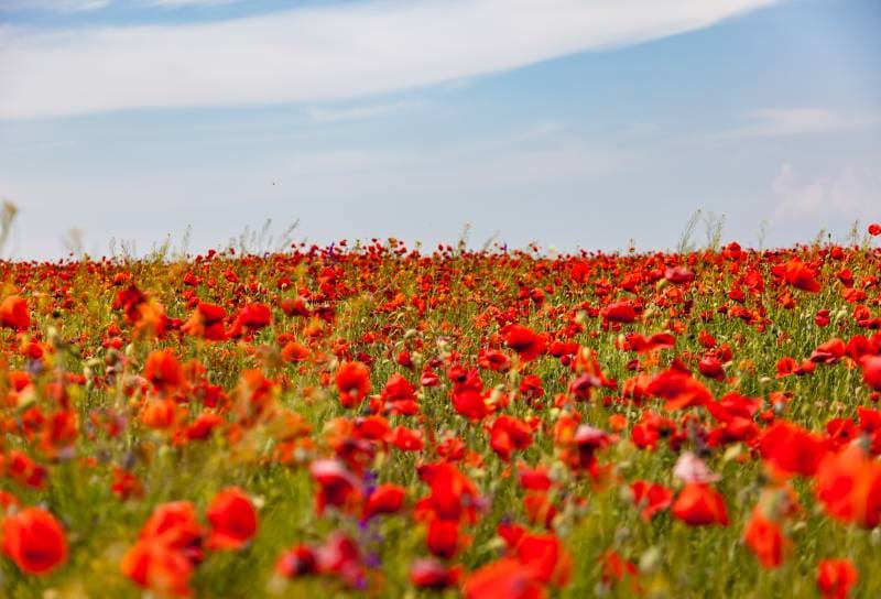 Маковые поля в Крыму: где и когда цветет мак? 