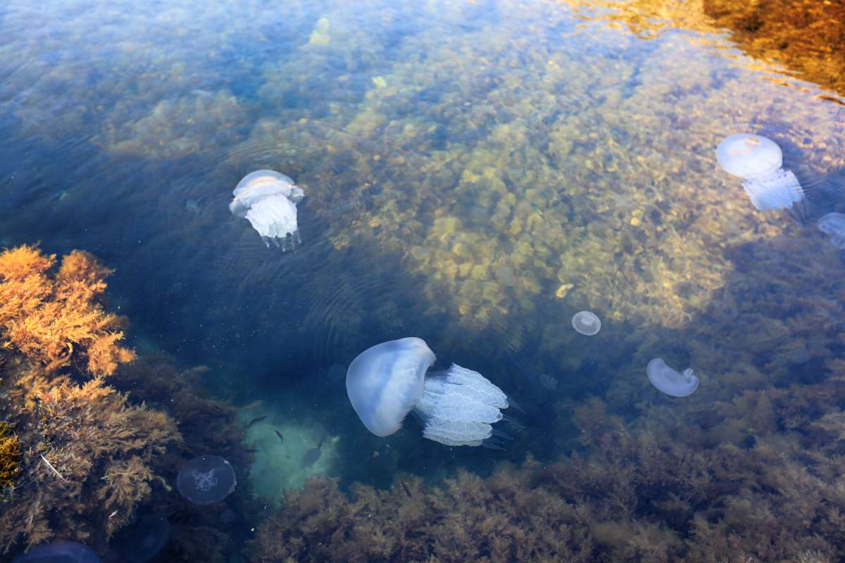 медузы в Крыму