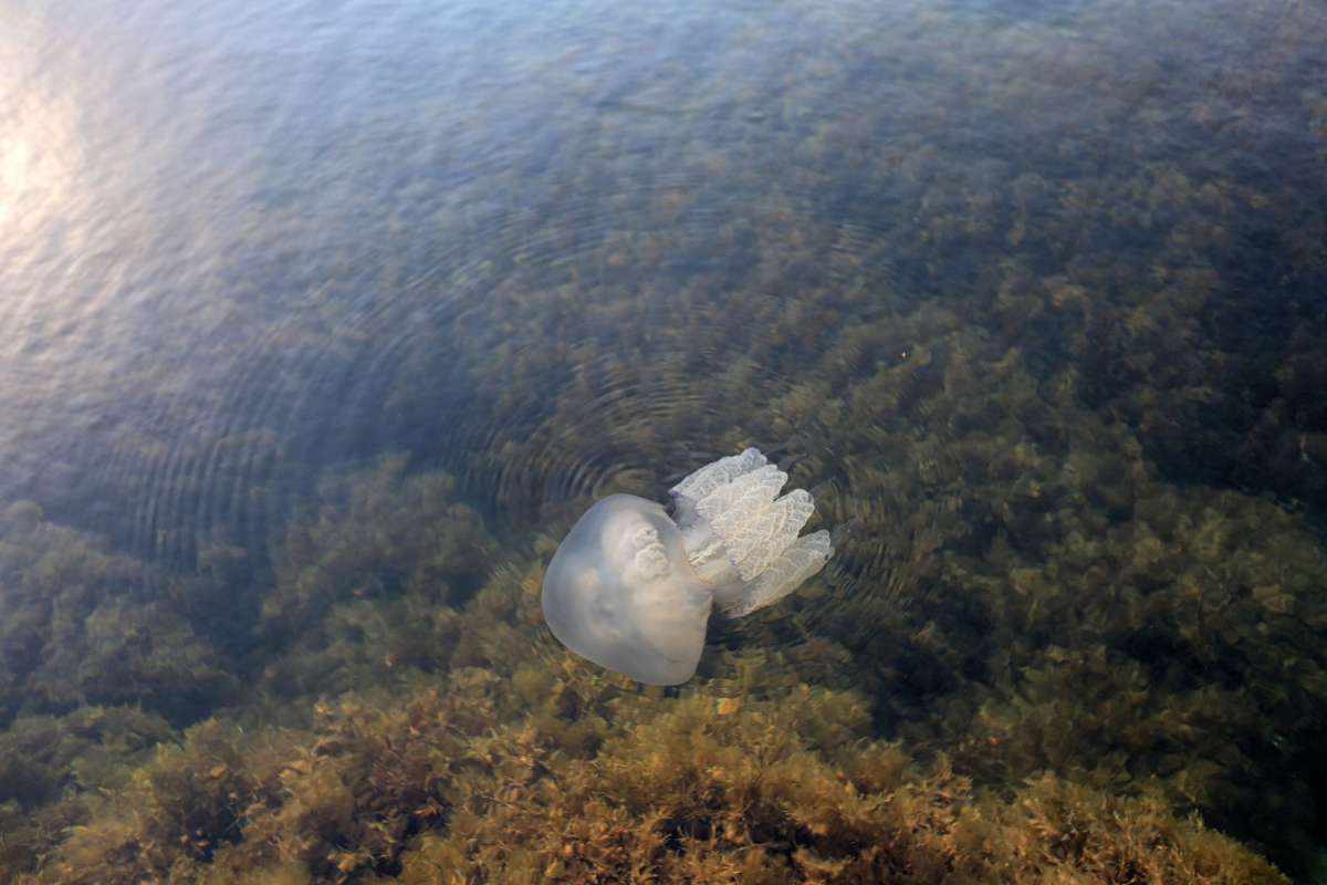 медузы Черного моря фото