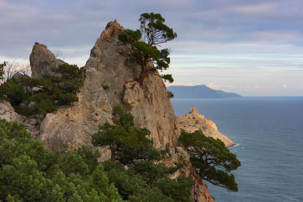 Можжевельник в Крыму