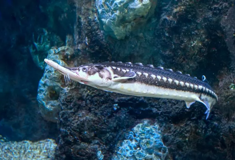 Какая рыба водится в Азовском море рыба в Азовском море