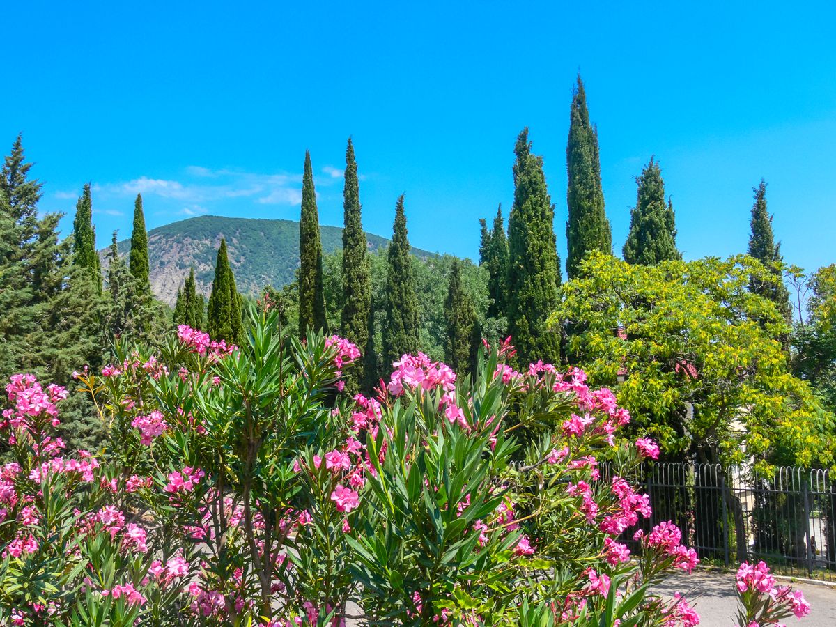 фотографии Гурзуфского парка