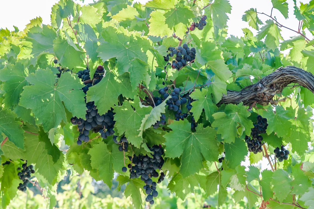 Крымское красное полусладкое вино Крым