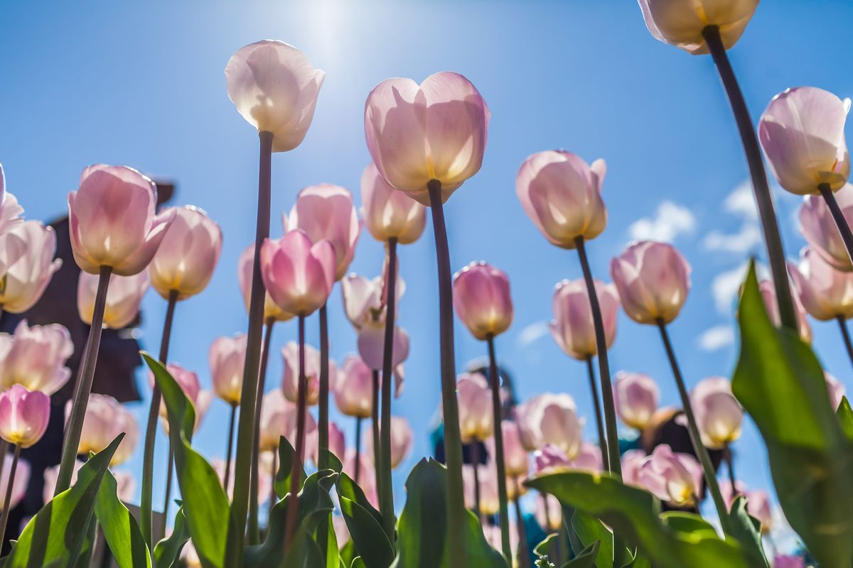 фотографии Приморского парка