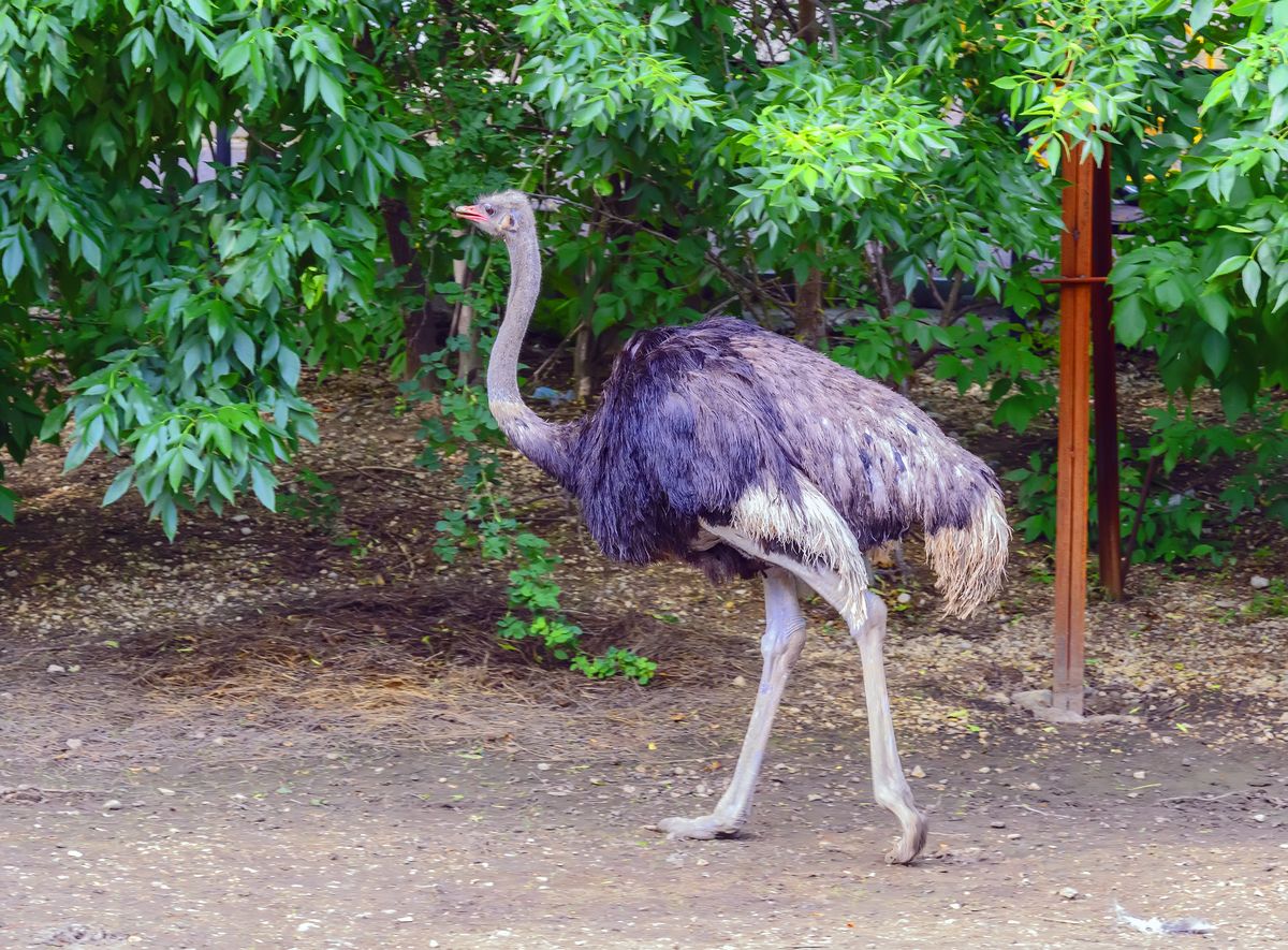 Ялтинский зоопарк «Сказка» в Крыму