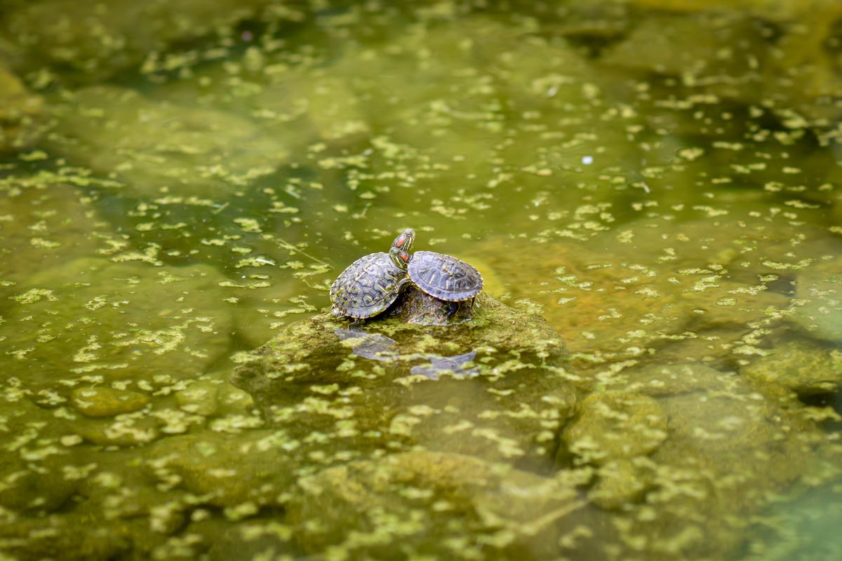 Ялтинский зоопарк «Сказка» Крым