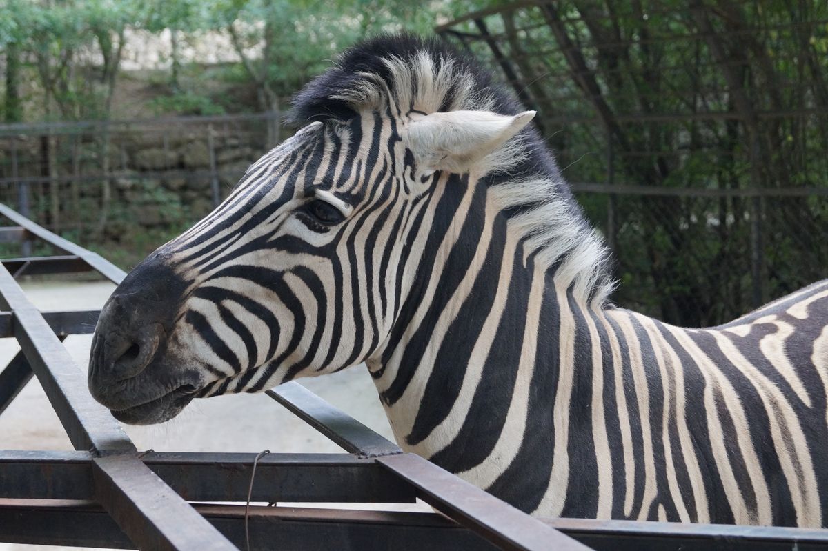 фотографии зоопарка в Ялте